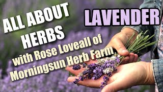 78 Lavender  Morningsun Herb Farms 8video series quotALL ABOUT HERBSquot with Rose Loveall [upl. by Lil627]