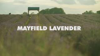 Mayfield Lavender Farm [upl. by Obellia]