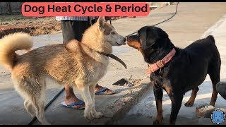 Dogs Female Heat cycle Full information  Bhola Shola [upl. by Yrrem957]