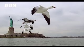 CAMERA ON GOOSE FILMS NEW YORK FROM THE AIR From Earthflight [upl. by Benkley617]