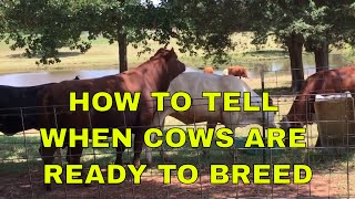 How To Tell When Cows Are Ready To Breed [upl. by Ludmilla2]