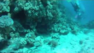 Egypt  Scuba Diving in Hurghada  Red sea  Egypt [upl. by Blen]