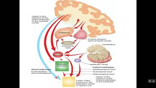 Physiology of pyramidal and extrapyramidal system English Manchester [upl. by Pierce38]