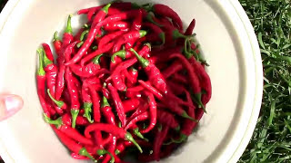 Harvesting and Stringing Our Cayenne Chili Peppers [upl. by Nah]