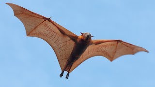 Are Bats Flying Primates [upl. by Ellenoj]