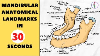 LETS DRAW MANDIBLE IN 30 SECONDS  MANDIBLE ANATOMICAL LANDMARKS [upl. by Nelram]