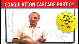 Coagulation Cascade  Part 112 [upl. by Dickens]