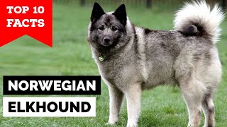 Norwegian Elkhound  Top 10 Facts [upl. by Speroni]