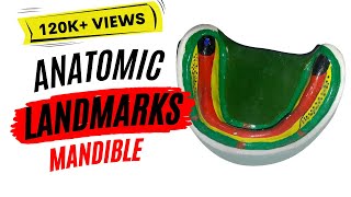 Anatomic landmarks in the mandible [upl. by Sihun]