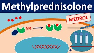 Methylprednisolone  Mechanism side effects precautions amp uses [upl. by Teilo69]