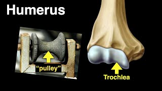 Humerus [upl. by Atinnor]