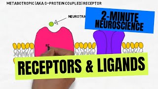 2Minute Neuroscience Receptors amp Ligands [upl. by Stokes55]