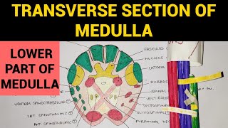 Transverse Section of Medulla  1  TS of Lower Part of Medulla at Pyramidal Decussation [upl. by Naek]