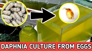 HOW TO HATCH DAPHNIA EGGS  HOW TO CULTURE DAPHNIA [upl. by Carothers]