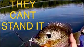 BLUEGILL FISHING WITH FLIES [upl. by Akinnej]