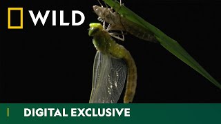 From Nymph to Wings The Dragonfly Life Cycle  Asia’s Weirdest  National Geographic Wild UK [upl. by Orpheus]