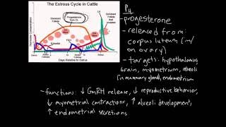 Estrous Cycle [upl. by Eidac748]