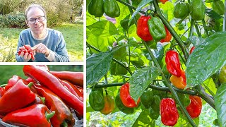 Growing Peppers from Sowing to Harvest [upl. by Yahsel]