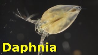 Daphnia [upl. by Aissatsana]