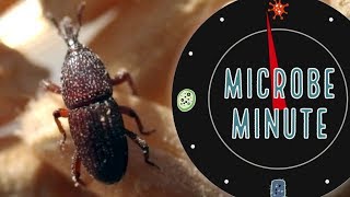 The Grain Weevil’s Bacterial Body Armor  Microbe Minute [upl. by Sudhir835]