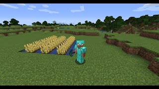 Minecraft  how to grow wheat in minecraft [upl. by Pacorro]