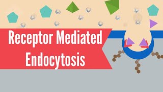 Receptor Mediated Endocytosis [upl. by Levana620]