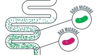 Gut Microbes  Importance in Health and Disease [upl. by Carlotta]