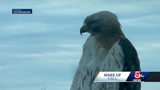 Wake up call Peregrine falcon over Boston [upl. by Desta533]