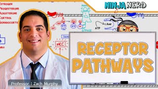 Endocrinology  Receptor Pathways [upl. by Ermanno]