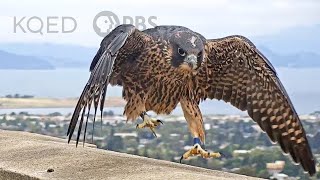 Watch These Peregrine Falcons Become Fierce Parents  Deep Look [upl. by Myles]