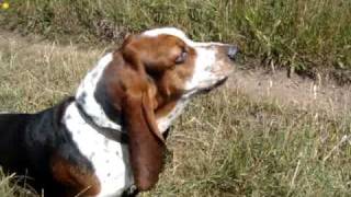 Peter the Basset Hound barking [upl. by Coltun]