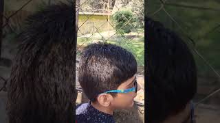 I spotted tiger in alipore zoo [upl. by Haram]