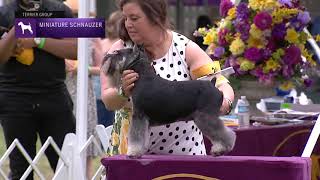 Miniature Schnauzers  Breed Judging 2021 [upl. by Yran79]