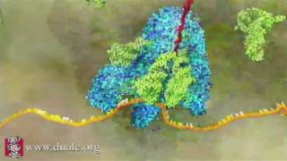 mRNA Translation Advanced [upl. by Bonita789]