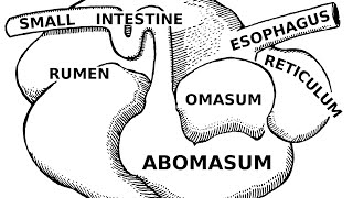 Digestive Systems of Livestock Anatomy [upl. by Ystap313]