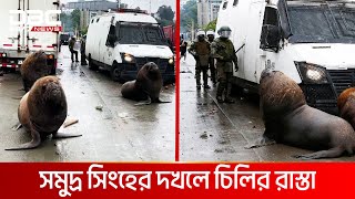 বিক্ষোভে রাস্তায় সীল মাছ  DBC NEWS Special [upl. by Antebi]