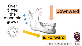 How does the mandible grow [upl. by Cart655]