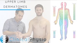 Upper Limb Dermatomes  Clinical Physio [upl. by Atinniuq]