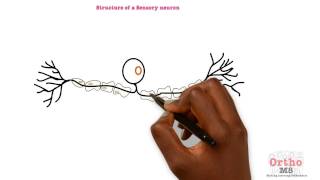 Basic Sciences  Structure of a Sensory neuron [upl. by Tound]