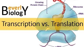 Transcription vs Translation [upl. by Oiram]