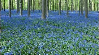 Spectacular Fields of Wildflowers [upl. by Mechling]