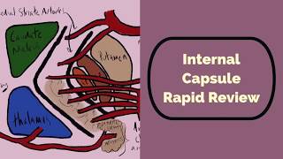 Internal Capsule Rapid Review [upl. by Halak]