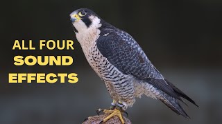 Peregrine Falcon All Sounds  The Fastest Animal on Earth [upl. by Nnalorac]