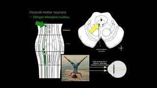 Neurology  Oculomotor Nerve Cranial Nerve III [upl. by Eilloh14]