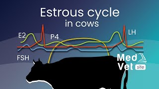 Bovine estrous cycle [upl. by Anail]