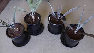 Silver Bismarck Palm Seedlings Bismarckia Nobilis [upl. by Albers]