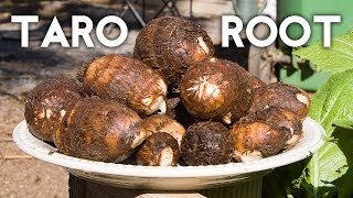 Growing Taro Root Plant  Tips amp Harvest [upl. by Eerat]