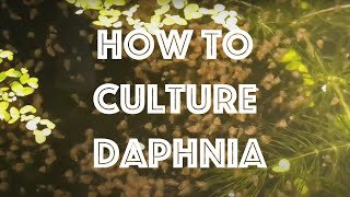 How To Culture Daphnia Magna [upl. by Ob]