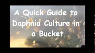 How to culture daphnia outside [upl. by Imas]