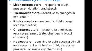 Chapter 131 Sensory Receptors BIO201 [upl. by Nylave64]